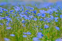 Flax Flower Seeds  Blue Flax Flower Seeds,"COOL BEANS N SPROUTS" Brand. Home Gardening. - Cool Beans & Sprouts
