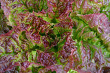 Lettuce Seeds,  Prizehead Lettuce Seeds,"COOL BEANS N SPROUTS" Brand. Home Gardening. - Cool Beans & Sprouts