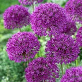 Purple Sensation Allium Flower Bulbs, Fall planting for a early summer bloom time. COOL BEANS N SPROUTS.