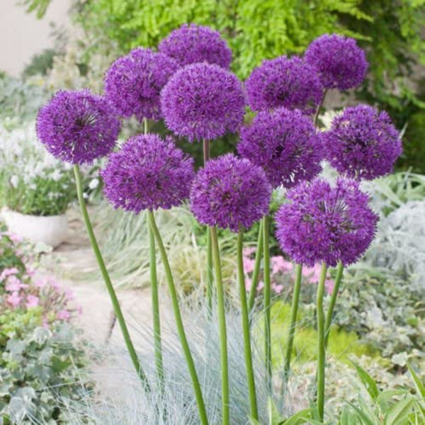Purple Sensation Allium Flower Bulbs, Fall planting for a early summer bloom time. COOL BEANS N SPROUTS.