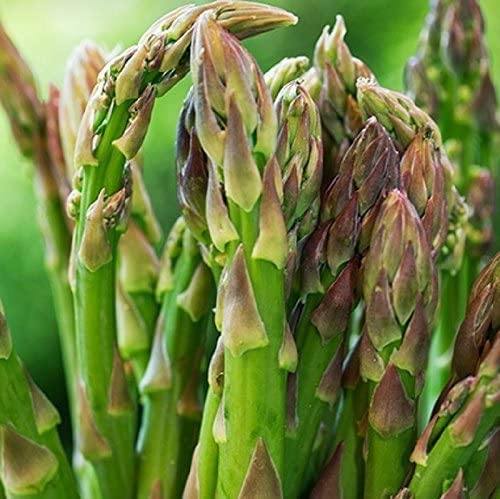 Asparagus Mary Washington Seeds , 25 count , COOL BEANS N SPROUTS,  Easy to Grow, Tasty Perennial That yields for Years! - Cool Beans & Sprouts