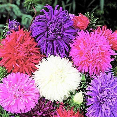Aster Giants of California Flower Seeds, 25 Count "COOL BEANS N SPROUTS" Brand. Home Gardening. - Cool Beans & Sprouts