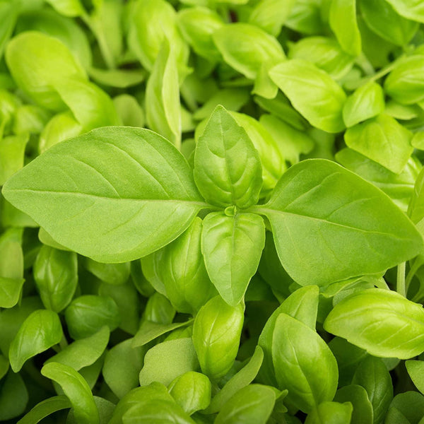 Basil Seeds Lemon Basil seeds COOL BEANS N SPROUTS brand Lemon and basil make a perfect pairing in cooking