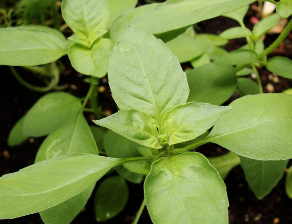 Basil Seeds Lime Basil COOL BENS N SPROUTS brand A close cousin to the more common lemon basil lime basil herb has a zesty flavor and a sweet