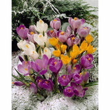Crocus Bulbs, Spring Time Mix Bulbs of Purple, Yellow, White, Fall Planting for Spring Blooms, COOL BEANS N SPROUTS