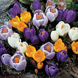 Crocus Bulbs, Spring Time Mix Bulbs of Purple, Yellow, White, Fall Planting for Spring Blooms, COOL BEANS N SPROUTS