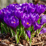 Crocus Bulbs, Purple Crocus Bulbs, Fall Planting for Spring Blooms , COOL BEANS N SPROUTS.