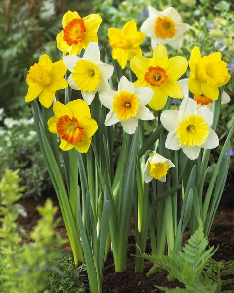 Daffodil Bulbs, Trumpet Mix Daffodil Bulbs, A mixed variety of Daffodils, Fall Planting for Spring Blooms, COOL BEANS N SPROUTS.