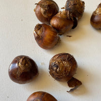 Daffodil Bulbs, Paperwhite Daffodil Bulbs, Fall Planting outdoors for Spring Blooms or Force Grow indoors, COOL BEANS N SPROUTS