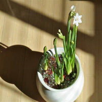 Daffodil Bulbs, Paperwhite Daffodil Bulbs, Fall Planting outdoors for Spring Blooms or Force Grow indoors, COOL BEANS N SPROUTS