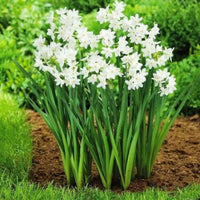 Daffodil Bulbs, Paperwhite Daffodil Bulbs, Fall Planting outdoors for Spring Blooms or Force Grow indoors, COOL BEANS N SPROUTS