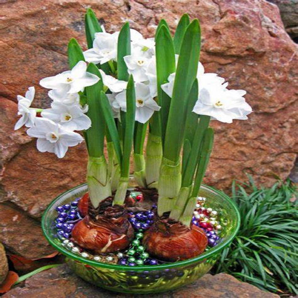 Daffodil Bulbs, Paperwhite Daffodil Bulbs, Fall Planting outdoors for Spring Blooms or Force Grow indoors, COOL BEANS N SPROUTS