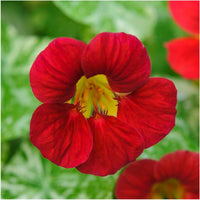 Fiery Festival Nasturtium Flower Seeds,  Non-GMO, Cool Beans N Sprouts