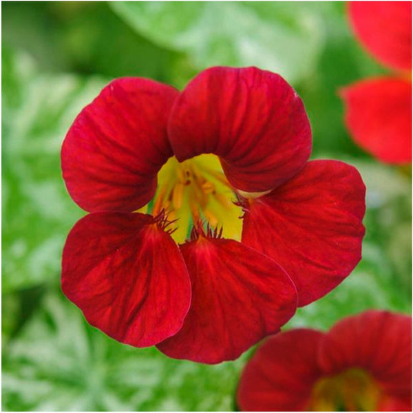 Fiery Festival Nasturtium Flower Seeds,  Non-GMO, Cool Beans N Sprouts