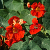 Fiery Festival Nasturtium Flower Seeds,  Non-GMO, Cool Beans N Sprouts
