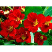Fiery Festival Nasturtium Flower Seeds,  Non-GMO, Cool Beans N Sprouts