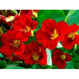 Fiery Festival Nasturtium Flower Seeds,  Non-GMO, Cool Beans N Sprouts