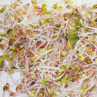 Garden Trio sprouting mix seeds for Sprouting Microgreens ,"Cool Beans N Sprouts " brand, This is a Mix of Broccoli, Radish and Alfalfa Seeds. A USA business - Cool Beans & Sprouts