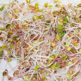 Garden Trio sprouting mix seeds for Sprouting Microgreens ,"Cool Beans N Sprouts " brand, This is a Mix of Broccoli, Radish and Alfalfa Seeds. A USA business - Cool Beans & Sprouts