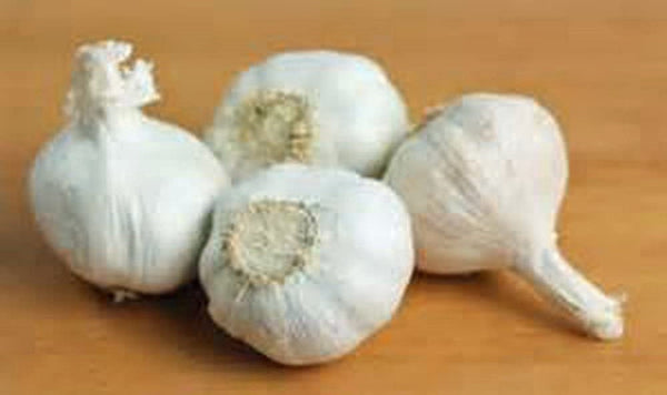 Garlic Bulbs Whole Bulbs, Sold by Weight Ready for Planting or Preparing as a Great Flavoring for Any Dish. USA Business and Products. - Cool Beans & Sprouts