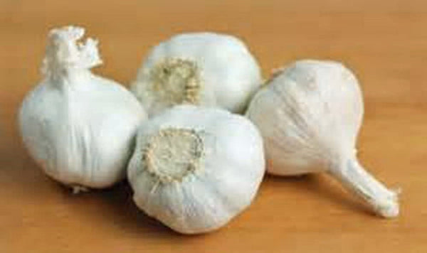 Garlic Bulbs, Whole Garlic Bulbs, Ready for Planting or Preparing as a Great Flavoring for Any Dish. USA Business and Products. - Cool Beans & Sprouts