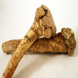 Horseradish Root All Natural , Ready for Eating, Planting or Prepping for your favorite main course, side dishes , sauces dips or tonics. - Cool Beans & Sprouts