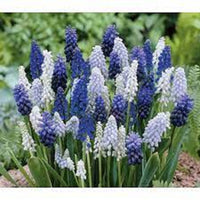 Hyacinth Bulbs, Grape Hyacinth Blue Sky Mix Fower bulbs, Fall Planting for Spring Blooms, COOL BEANS N SPROUTS