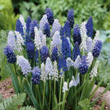 Hyacinth Bulbs, Grape Hyacinth Blue Sky Mix Fower bulbs, Fall Planting for Spring Blooms, COOL BEANS N SPROUTS