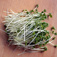 Kimmy's kale seeds for sprouting microgreens ,"Cool Beans N Sprouts" brand, A USA Business. Thank You ! - Cool Beans & Sprouts