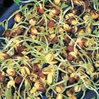 Peyton's protein mix seeds for sprouting microgreens "Cool Beans N Sprouts" Brand, a superfood packed with antioxidants. USA Business. - Cool Beans & Sprouts