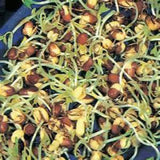 Peyton's protein mix seeds for sprouting microgreens "Cool Beans N Sprouts" Brand, a superfood packed with antioxidants. USA Business. - Cool Beans & Sprouts