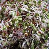 Peyton's protein mix seeds for sprouting microgreens "Cool Beans N Sprouts" Brand, a superfood packed with antioxidants. USA Business. - Cool Beans & Sprouts