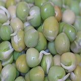 Peyton's protein mix seeds for sprouting microgreens "Cool Beans N Sprouts" Brand, a superfood packed with antioxidants. USA Business. - Cool Beans & Sprouts
